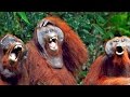 You Can TRY NOT TO But YOU WILL LAUGH The BEST MONKEY Videos