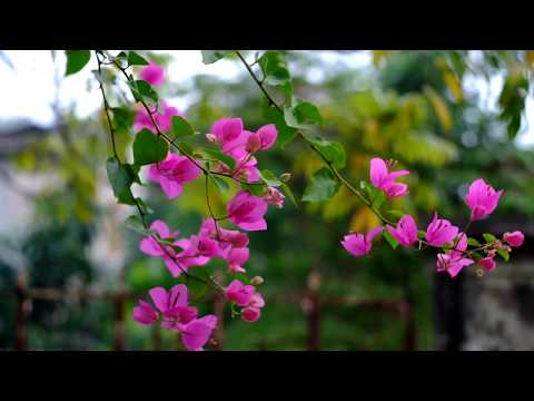 Fujifilm XE1 with Helios-44-2 lens