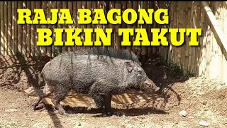 Download lagu PORBI GARUT - Raja Babi Ga Ada Tandingan Bikin Merinding mp3 Download lagu PORBI GARUT - Raja Babi Ga Ada Tandingan Bikin Merinding mp3