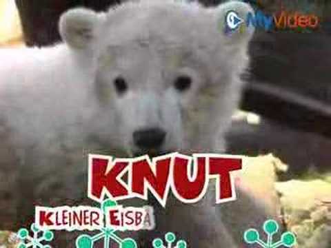 Knut Song