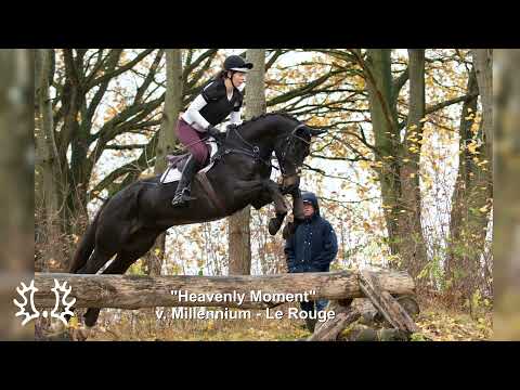 Impressionen der Trakehner Vielseitigkeitssichtung in Holzerode mit Andreas Ostholt 2021