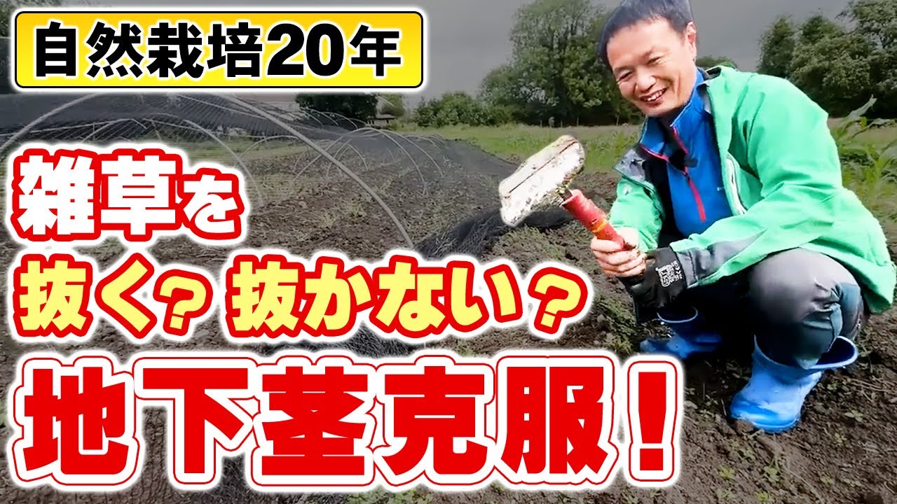 自然栽培の雑草対策!草でわかる土の状態
