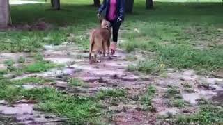 Dog Trainer Delray Beach, FL