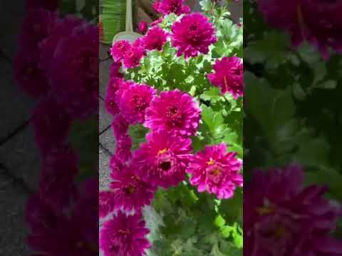 , title : 'Chrysanthemum in bloom, Autumn flowers #ytshorts #midaheim #flowers'