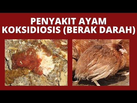 , title : 'Ternak ayam petelur | Penyakit ayam petelur | koksidiosis/berak darah'