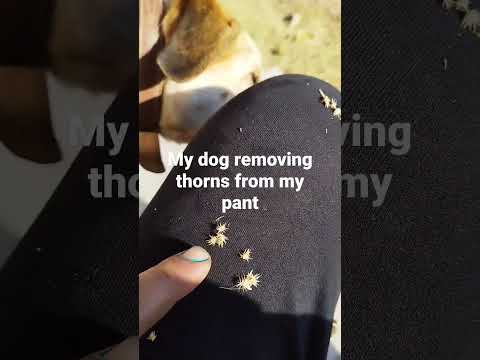 , title : 'Dog 'Tara' helping me remove thorns from my pants..so caring'
