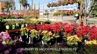 preview picture of video 'Rockaway Garden Center Nursery Jacksonville Beach FL'