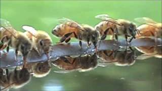 Honeybees at bird bath