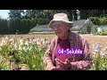 Just Irises Episode 43: “An Iris Journey with Legend Paul Black” PART 2