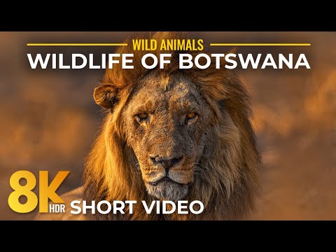 8K HDR Short Glimpse into the Wild Nature of Botswana - Wildlife of Chobe NP (Music + Real Sounds)