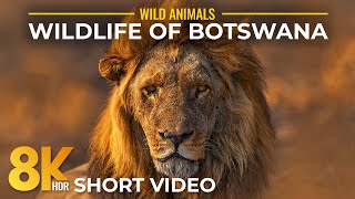 8K HDR Short Glimpse into the Wild Nature of Botswana - Wildlife of Chobe NP (Music + Real Sounds)