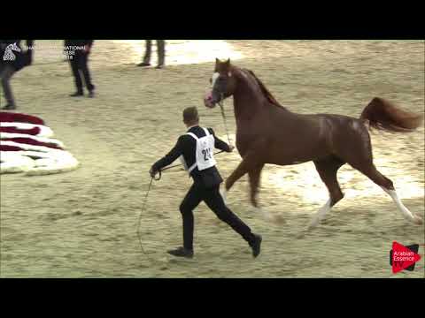 242 HAYS ATHBAH Sharjah International 2018