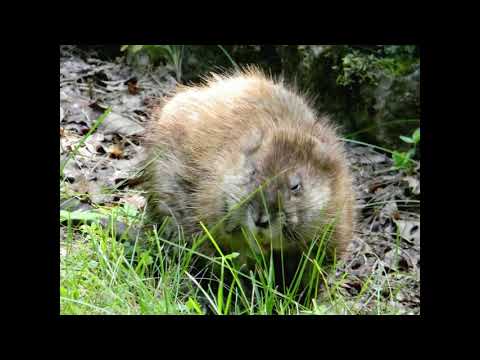 image-What are muskrats known for?