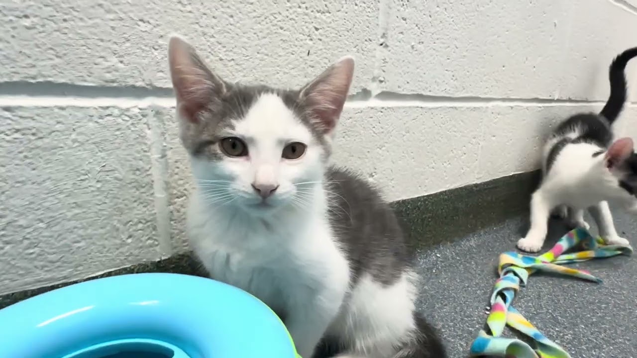 Enlarge Cinco De Mayo Kittens, a ADOPTABLE Domestic Short Hair in Clifton, NJ video 3/3