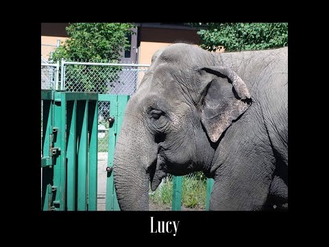 Maria Daines ~ Lucy's Song