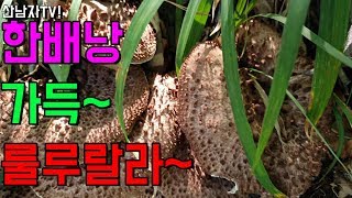능이버섯 산남자 버섯 산행 ~ 맛좋은 능이버섯을 만나다 자연 건강 항암 약초 ~