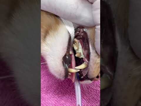 Cat dental care - Cat teeth cleaning - 2021 -  #shorts