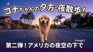 夕方バージョン!コナちゃんお散歩第二弾【ゴールデンレトリバーが行く】 アメリカ Los Angeles. ロサンゼルス
