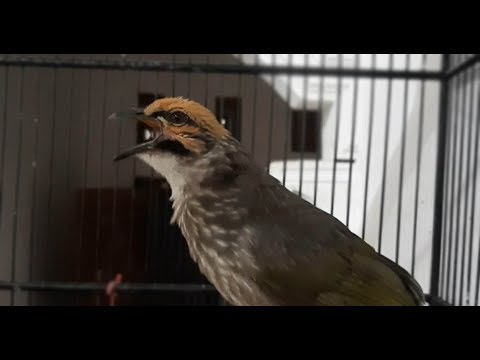 GILEEE .....  Cucak ROWO Jantan GACOR Suara Lantang ROooEL Panjang