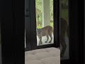 Florida panther at the patio door. Naples FLORIDA #florida #lovefl #animals #wildlife #panther #cat - Florida on a Tankful Florida panther at the patio door. Naples FLORIDA #florida #lovefl #animals #wildlife #panther #cat