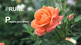Pruning And Training Your Climbing Rose