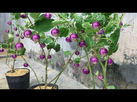 , title : 'Unique and fancy way to grow eggplant, many fruits and easy'