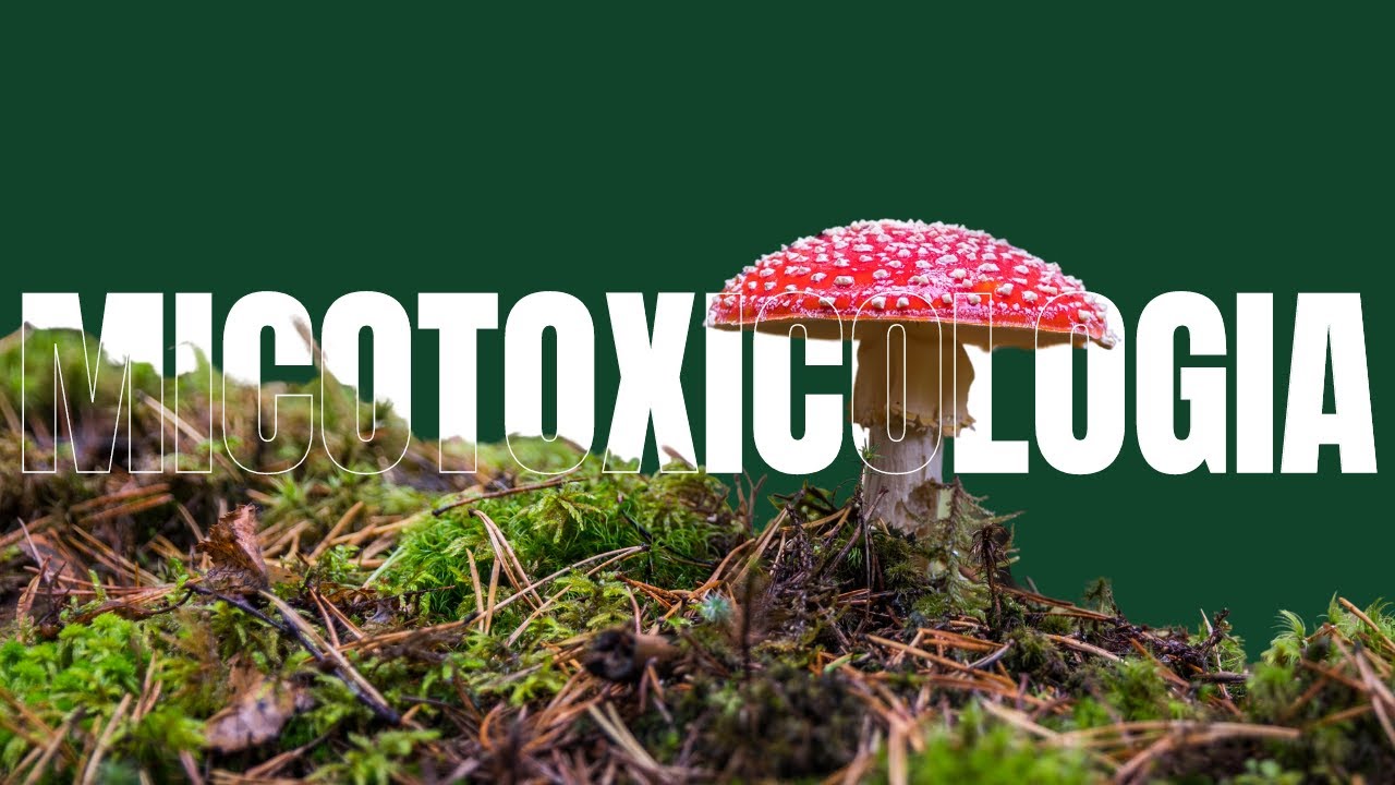 Micotoxicologia