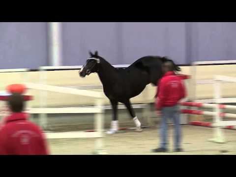 Junghengst v. Sorento-Krack C