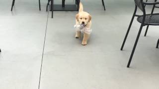 Mattiaci Goldens