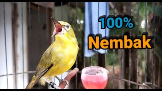 Download lagu Pleci Dakun Gacor Full Shoot mp3