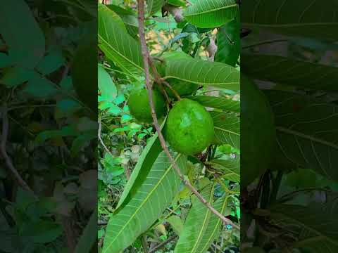 Paid pe pattey kum Amrood Jada 🍈#fruits#homegarden#homegrown