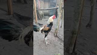 Download lagu Ayam Wido..si pukul tampar mp3