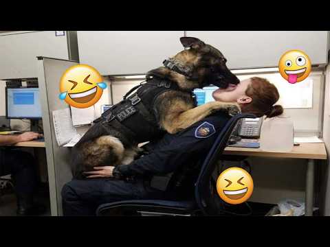 You’ll Laugh So Hard Watching These Funny Dogs 🤣🐶 FUNNIEST DOGS video 2026 #8