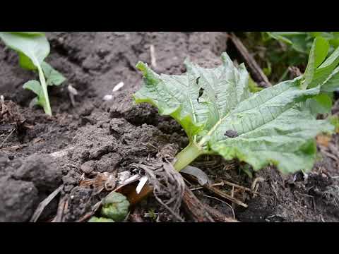 Rabarbar w ogrodzie  uprawa 2019 kompostownik