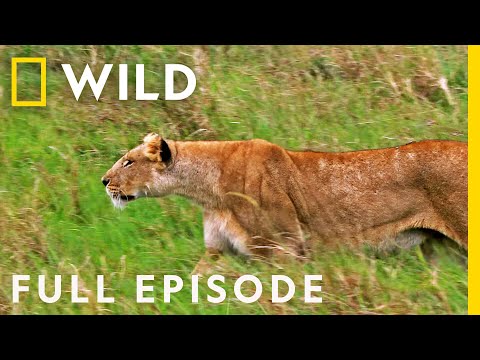 Eat, Prey, Kill (Full Episode) | Animal Fight Night