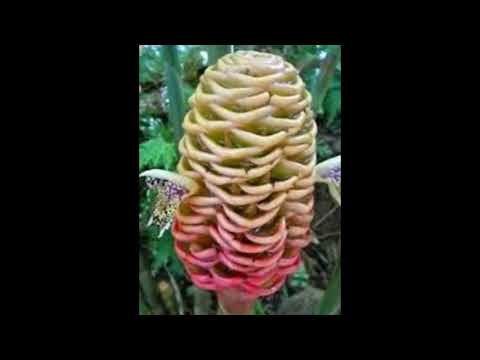 beautiful natural plants❤️❤️#shorts #shortsvideo #nature