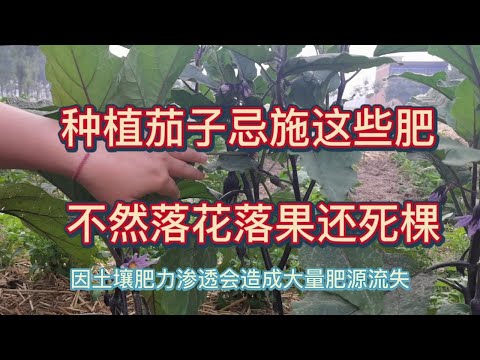 種植茄子，施肥注意事項這些肥要慎施，容易造成落花落果甚至死棵