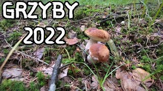 Miniaturka - GRZYBY 2022 #1 PIERWSZY WYSYP PRAWDZIWKÓW WŁAŚNIE SIĘ ZACZYNA (wrzesień 2022)