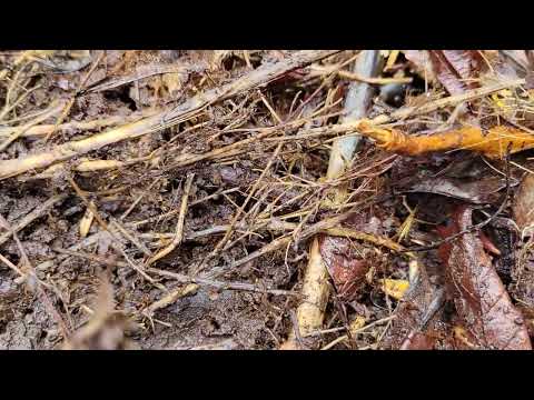 Compost pile is teeming with life!