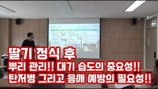 딸기 정식 후 뿌리 관리 대기 습도 관리와 탄저병 응애…