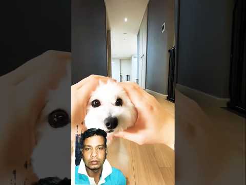 NS so cute dog 🐕 #funny #pets #cute #cutedog #music #drill #woah #미소아라tt #dance #puppy #song #fyp