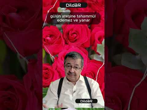 Hayati İnanç - Hakiki Aşk ve Mecazi Aşk: Bülbül ile Pervanenin Farkı #hayatiinanç