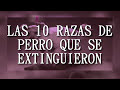 10 Razas de Perro Extintos Por el Humano