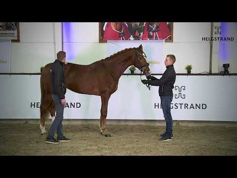 Diaz Skovvang by D'avie / De Noir - stallion born 2018 (ENG)