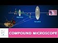 COMPOUND MICROSCOPE