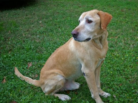 Quinn #6, an adopted Yellow Labrador Retriever in Killingworth, CT_image-1