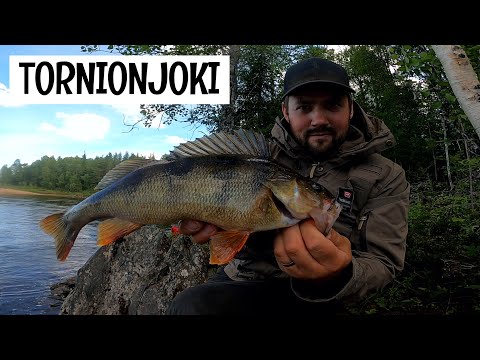 THE BIGGEST PERCH AND SALMON OF THE SUMMER FROM THE TORNION RIVER