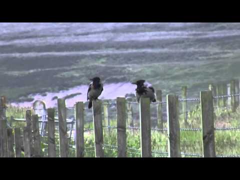 Hooded Crow (Corvus cornix)