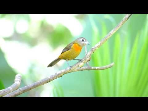 Ramphocelus costarricensis