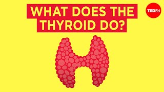 How does the thyroid manage your metabolism?
